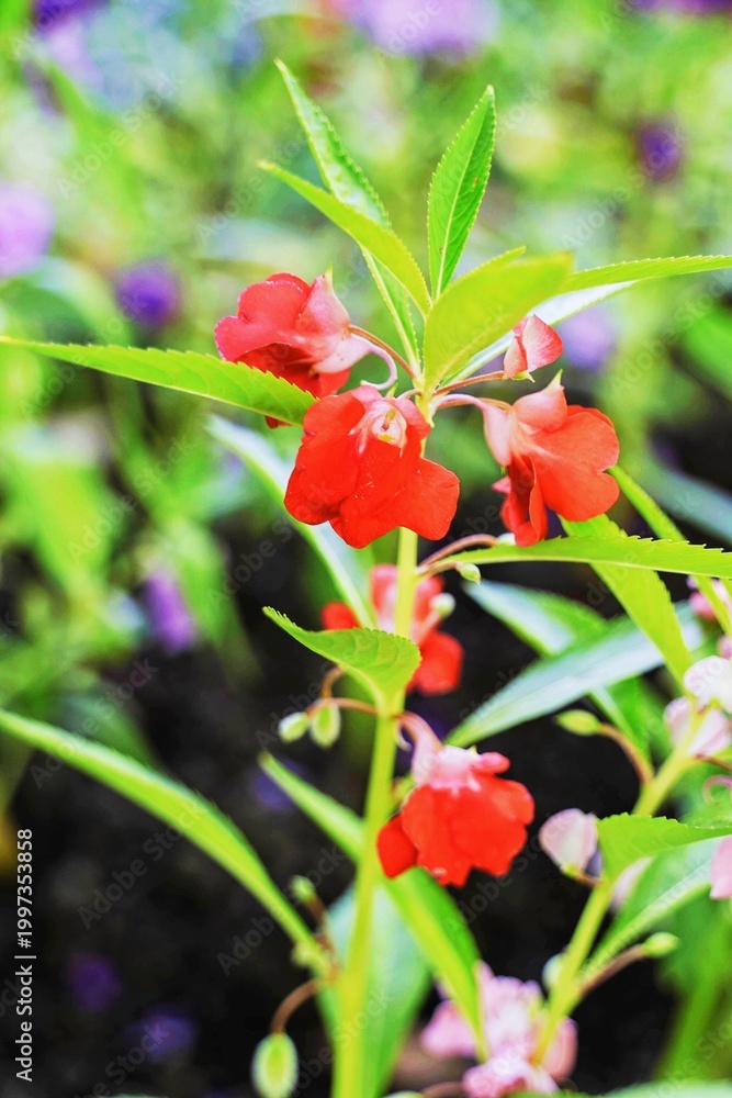 Obraz premium red and white flowers in Thailand