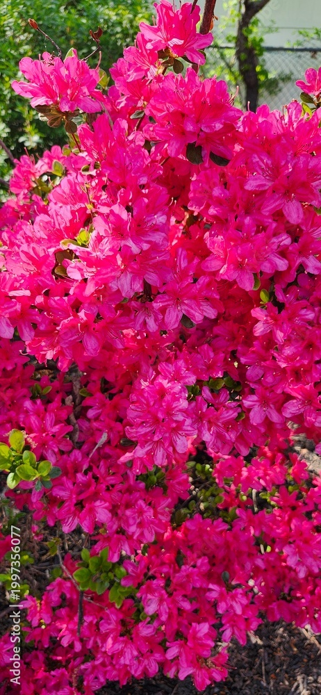 Obraz premium pink flowers background