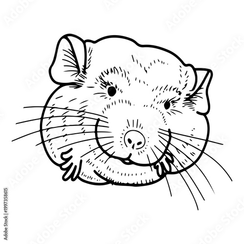 Cute chinchilla face. Hand drawn vector sketch. Animal rodent. Domestic pet. Nose, whiskers, eyes, ears, small paws, and fluffy fur. Line art graphic illustration.