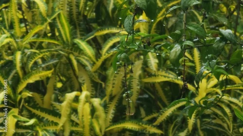 Close-up of variegated leaves with water droplets after the rain.