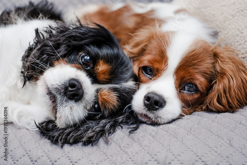 Photos Portrait of cute couple of  cavalier king Charles spaniel dogs relaxing on home sofa posing for a picture