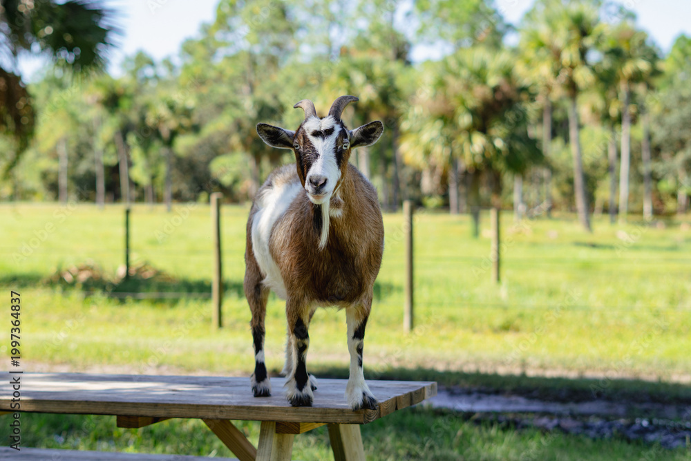 Obraz premium happy goat on a table