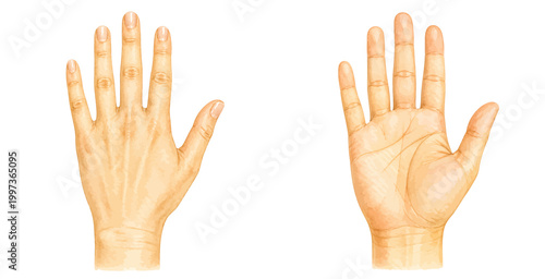 A charming watercolor collection of human hands featuring front and back hand gestures with soft skin tones and delicate anatomical line details illustrated in a natural realistic style.