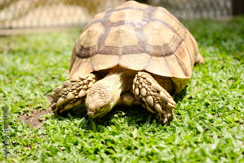 Large Sulcata tortoise walking on green grass in a sunny garden