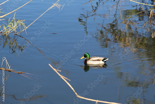 Male duck swimming in river, single waterfowl in natural habitat with calm wildlife scene.