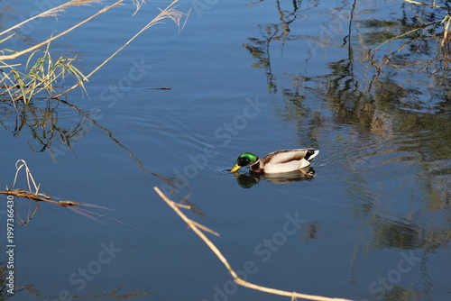 Male duck swimming in river, single waterfowl in natural habitat with calm wildlife scene.