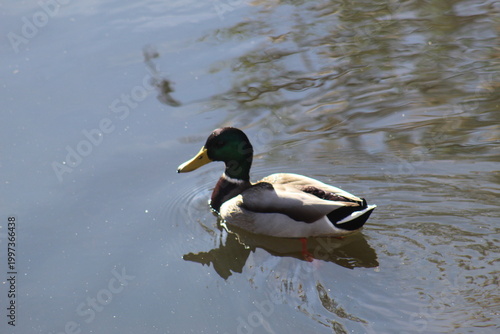 Male duck swimming in river, single waterfowl in natural habitat with calm wildlife scene.