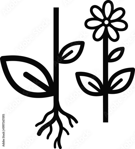 Simple Botanical Illustration of Two Flowers with Roots and Leaves