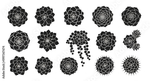 Collection of succulent plants viewed from above in black and white.