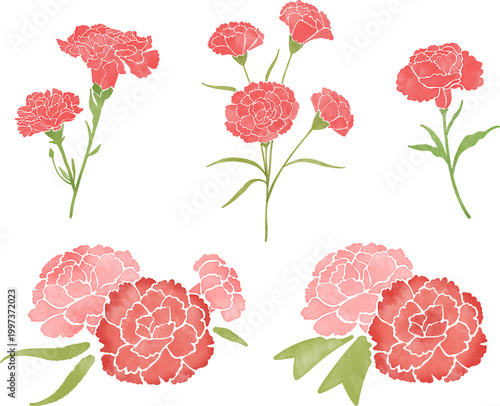 carnation illustration watercolor flower collection