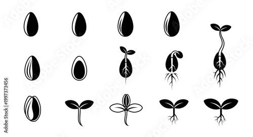 Seed germination stages plant growth life cycle illustration.