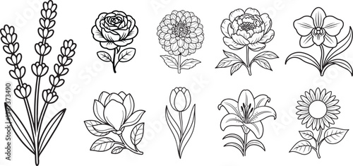 Collection of delicate line art floral illustrations with botanical elements
