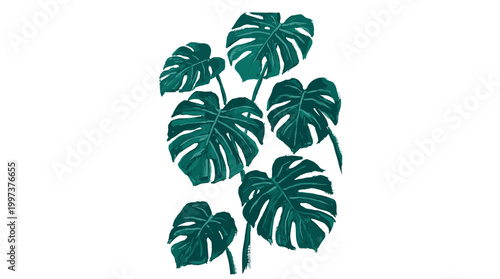Vibrant green monstera plant leaves illustration on a clean white background, a tropical botanical design element for decor and graphic resources.