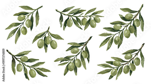Watercolor illustration of olive branches with green olives and leaves on a white background, perfect for food and health related designs