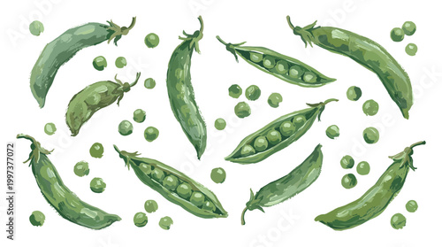 Fresh green peas in pods and scattered on a white background, a healthy and natural food ingredient for cooking and healthy eating