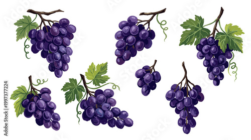 Fresh Ripe Purple Grapes Bunch with Green Leaves Isolated on White Background Healthy Organic Fruit Harvest