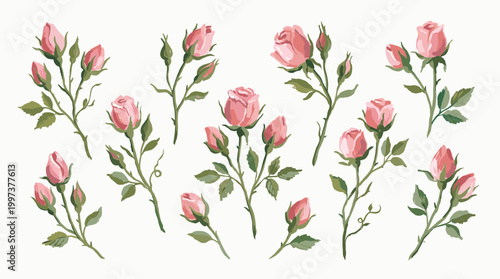 Delicate pink rose buds and blooming flowers on thin stems with green leaves, watercolor illustration, vintage floral elements for romantic design and decoration