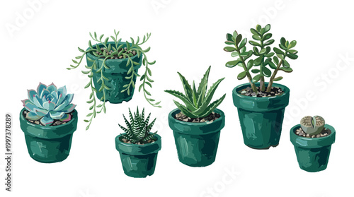 Collection of various potted succulent plants in green pots, isolated on a white background, showcasing diverse textures and shapes for home decor and gardening concepts