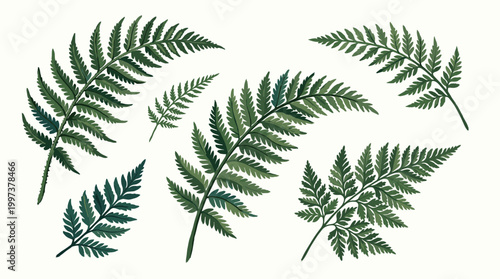 Collection of delicate green fern fronds with intricate leaf patterns isolated on a clean white background, representing nature and botanical beauty