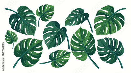 Collection of lush green monstera deliciosa leaves with intricate vein patterns set against a clean white background, representing tropical nature and botanical beauty
