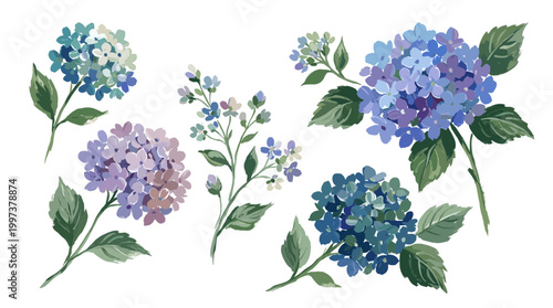 Watercolor illustrations of blooming hydrangeas in shades of blue and purple, delicate floral elements for spring and summer designs