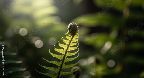 close up of fern