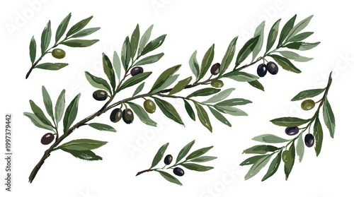 Hand drawn olive branches with green and black olives and leaves isolated on white background watercolor illustration