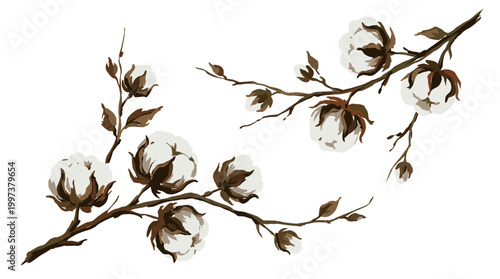 Delicate cotton branches with fluffy white bolls and brown leaves on a white background, natural organic textile material concept, botanical illustration
