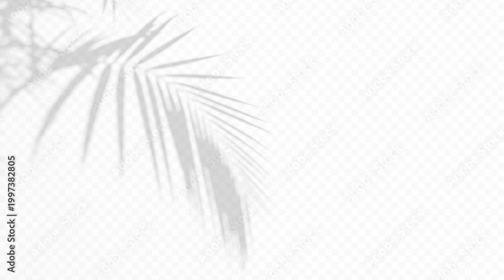 Fototapeta premium Tropical palm leaf shadow overlay on transparent background. Soft plant silhouette with diffused light effect. Minimal abstract botanical shade texture for design.