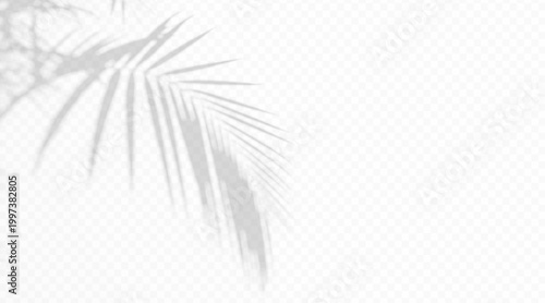 Tropical palm leaf shadow overlay on transparent background. Soft plant silhouette with diffused light effect. Minimal abstract botanical shade texture for design.