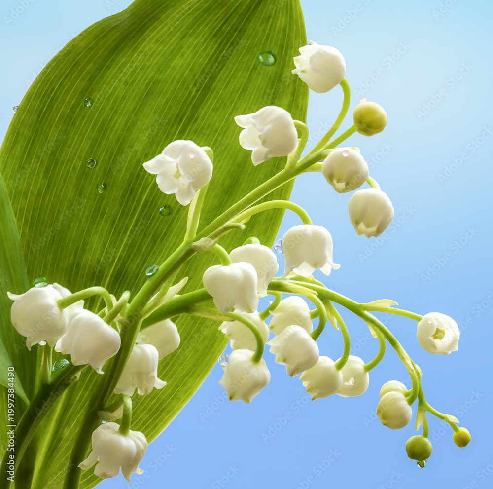 Naklejka premium Gros plan de clochettes de muguet avec de grandes feuilles vertes et des gouttes de rosée sur un fond de ciel bleu