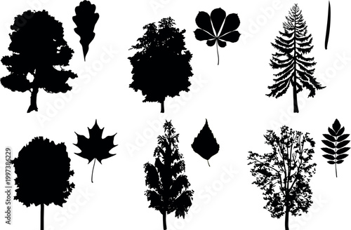 Black silhouettes of trees and their leaves : Oak (Quercus robur), Maple (Acer platanoides), Birch (Betula pendula), Chestnut (Aesculus hippocastanum), Spruce (Picea abies) and Rowan (Sorbus aucuparia