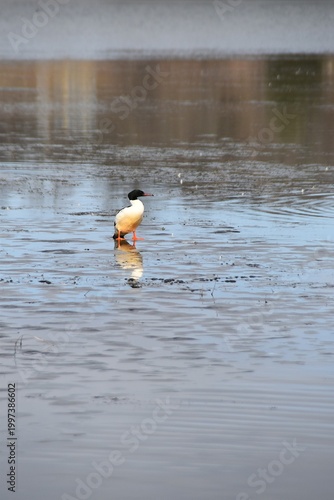 A male goosander on sea ice in early spring.