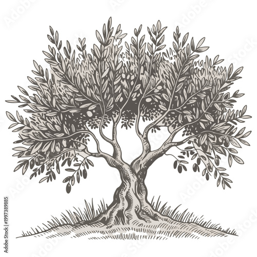 Vintage Sketch of an Old Olive Tree with Fruits, Isolated on White