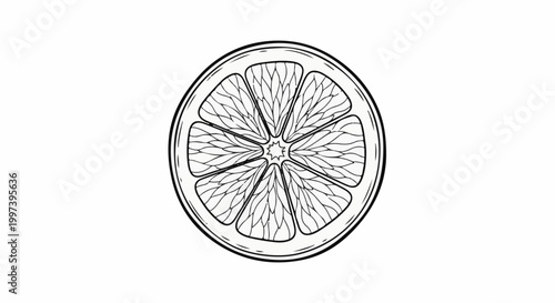 Black and white line drawing of a single citrus fruit slice showing segments