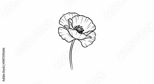 Black and white line drawing of a single poppy flower in bloom