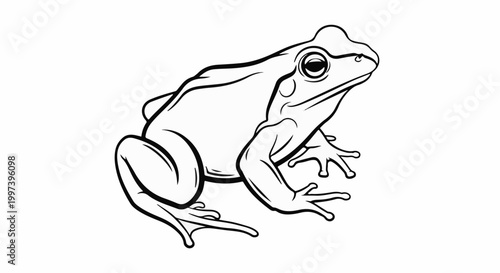 Black and white illustration of a frog sitting with its legs spread