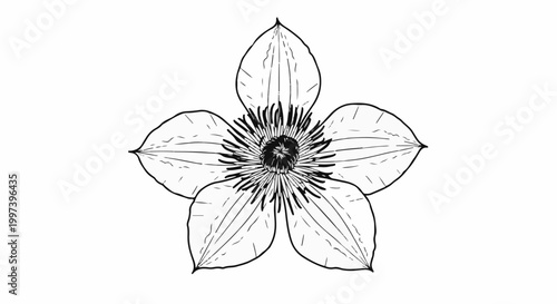 Black and white drawing of a five-petaled flower with a detailed center