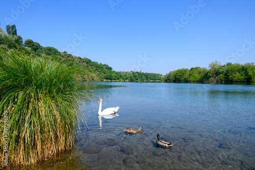 Swan and ducks glide on clear water near the Adda River, framed by lush reeds and green hills under a bright blue sky, creating a calm and serene natural scene.