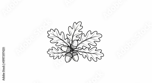 Black and white illustration of oak leaves and acorns on a white background