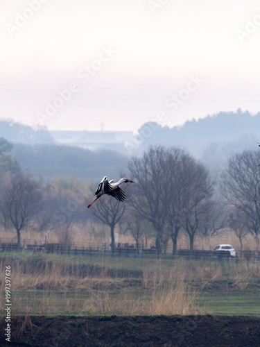 空飛ぶコウノトリ