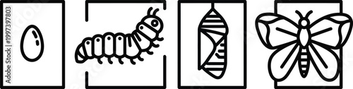 Butterfly Life Cycle: Egg, Caterpillar, Chrysalis, Butterfly - Infographic Icons