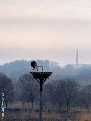 巣をつくるコウノトリ