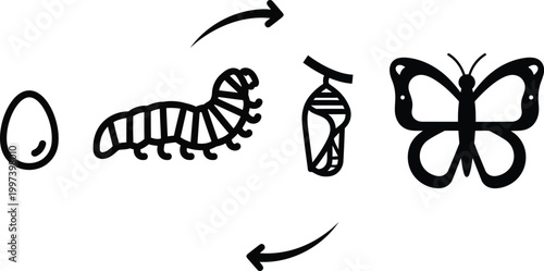 Butterfly Life Cycle Stages: Egg, Larva, Pupa, Adult Insect