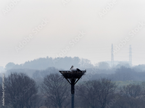 巣をつくるコウノトリ