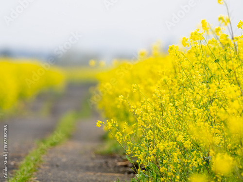 菜の花と道