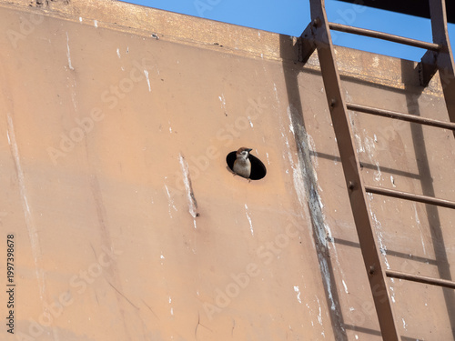 穴から覗くスズメ