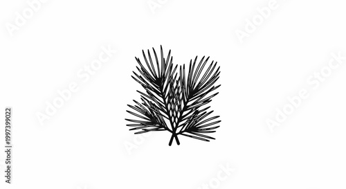 Black and white line art illustration of a pine branch with needles