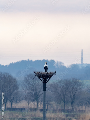 巣をつくるコウノトリ