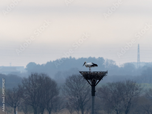 巣をつくるコウノトリ